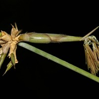 Ochlandra stridula Thwaites